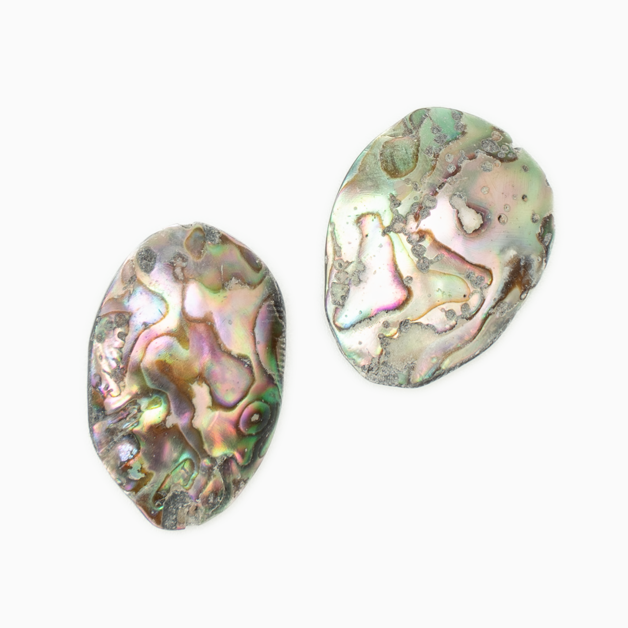 Abalone Double Shell
